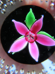 SCOTTISH GLASS. Vintage 1970s Caithness Glass Paperweight Entitled "Flower in the Rain" PINK Flower (Boxed)