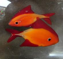 Load image into Gallery viewer, Vintage Italian Murano Glass GOLDFISH IN A BAG Model. Signed Oscar Zanetti
