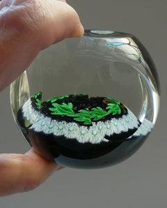 LIMITED EDITION 1979 Caithness Glass Paperweight. Entitled "Holly Wreath" by Colin Terris / William Manson