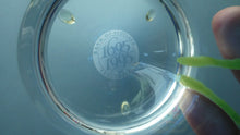 Load image into Gallery viewer, Fine Caithness Glass Bowl; etched thistles &amp; floral design. Bank of Scotland Tercentenary 1995
