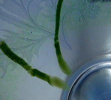 Load image into Gallery viewer, Fine Caithness Glass Bowl; etched thistles &amp; floral design. Bank of Scotland Tercentenary 1995
