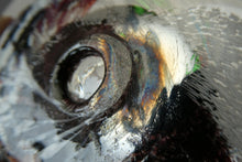 Load image into Gallery viewer, Scottish Art Glass Discus Paperweight by Jane Charles. Signed
