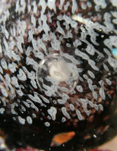Load image into Gallery viewer, Scottish Art Glass Discus Paperweight by Jane Charles. Signed
