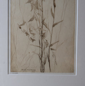 SCOTTISH ART: Katherine (Kate) Cameron (1874- 1965). Large 1920s Etching with Butterflies and Harebells. SIGNED