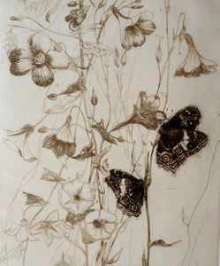 SCOTTISH ART: Katherine (Kate) Cameron (1874- 1965). Large 1920s Etching with Butterflies and Harebells. SIGNED