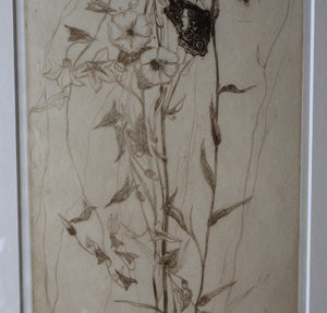 SCOTTISH ART: Katherine (Kate) Cameron (1874- 1965). Large 1920s Etching with Butterflies and Harebells. SIGNED