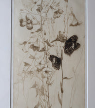 Load image into Gallery viewer, SCOTTISH ART: Katherine (Kate) Cameron (1874- 1965). Large 1920s Etching with Butterflies and Harebells. SIGNED
