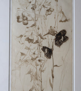 SCOTTISH ART: Katherine (Kate) Cameron (1874- 1965). Large 1920s Etching with Butterflies and Harebells. SIGNED