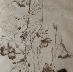 SCOTTISH ART: Katherine (Kate) Cameron (1874- 1965). Large 1920s Etching with Butterflies and Harebells. SIGNED