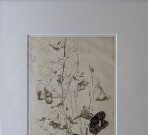 SCOTTISH ART: Katherine (Kate) Cameron (1874- 1965). Large 1920s Etching with Butterflies and Harebells. SIGNED