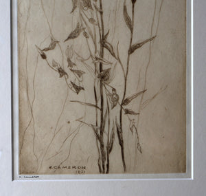 SCOTTISH ART: Katherine (Kate) Cameron (1874- 1965). Large 1920s Etching with Butterflies and Harebells. SIGNED