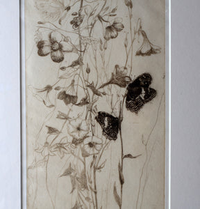 SCOTTISH ART: Katherine (Kate) Cameron (1874- 1965). Large 1920s Etching with Butterflies and Harebells. SIGNED