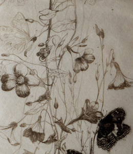 SCOTTISH ART: Katherine (Kate) Cameron (1874- 1965). Large 1920s Etching with Butterflies and Harebells. SIGNED