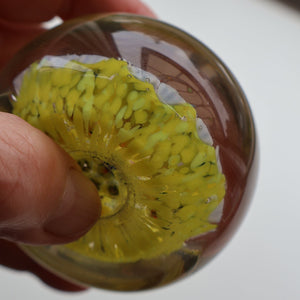 Gorgeous Pastel Colours. Scottish Strathearn Millefiori Canes and Latticino Nine Spoke Paperweight