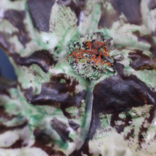 Load image into Gallery viewer, SINGLE LARGE Antique 1870s STAFFORDSHIRE Chimney Ornament of a Fancy Bird Perched on a Mossy Bank
