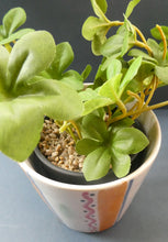 Load image into Gallery viewer, Rarer 1950s Buchan Stoneware Plant Pot. Stylish Abstract Pattern
