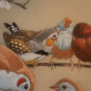 Pretty 1930s ORIGINAL Colour Etching of Little Birds Sitting on a Branch by Winifred Austen (1876 - 1964).  Pencil Signed