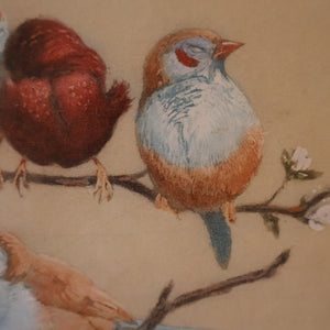 Pretty 1930s ORIGINAL Colour Etching of LIttle Birds on a Branch by Winifred Austen (1876 - 1964).  Pencil Signed