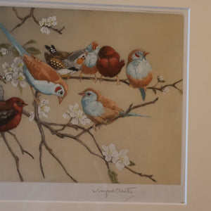 Pretty 1930s ORIGINAL Colour Etching of LIttle Birds on a Branch by Winifred Austen (1876 - 1964).  Pencil Signed