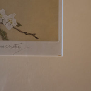 Pretty 1930s ORIGINAL Colour Etching of LIttle Birds on a Branch by Winifred Austen (1876 - 1964).  Pencil Signed