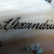 Load image into Gallery viewer, 1930s / 1940s EGYPTIAN Holiday Souvenir. from Alexandria. Mother of Pearl Coin Purse
