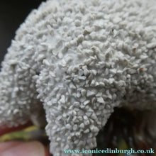 Load image into Gallery viewer, ANTIQUE Victorian 1880s Staffordshire Spill Vase. In the form of a Sheep 
