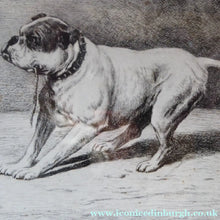 Load image into Gallery viewer, Satirical Print Engraving by Mansell after Harding Cox. Tug of War
