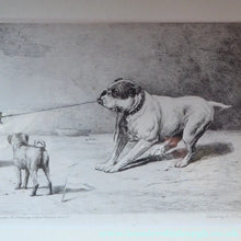 Load image into Gallery viewer, Satirical Print Engraving by Mansell after Harding Cox. Tug of War

