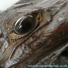Load image into Gallery viewer, 1940s / 1950s Vintage Genuine Hornback Alligator Handbag with Head and Legs

