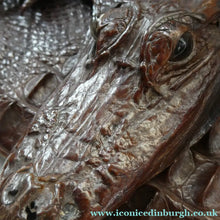 Load image into Gallery viewer, 1940s / 1950s Vintage Genuine Hornback Alligator Handbag with Head and Legs
