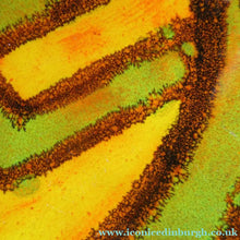 Load image into Gallery viewer, 1960s Poole Dish by Carole Cutler Delphis
