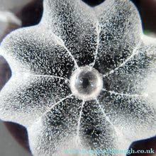 Load image into Gallery viewer, Caithness Paperweight by Colin Terris 1979 Ice Blossom
