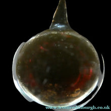 Load image into Gallery viewer, 1970s Scottish Rob Roy and Ivanhoe Oil Fields Paperweight Scottish Oil Hess
