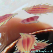 Load image into Gallery viewer, Colin Terris William Manson Set of Four Seasons Caithness Glass Vintage Paperweights 1979

