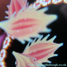 Load image into Gallery viewer, Colin Terris William Manson Set of Four Seasons Caithness Glass Vintage Paperweights 1979
