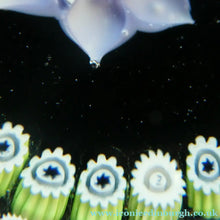 Load image into Gallery viewer, Vintage Caithness Paperweight (for Edinburgh Crystal). Lilac Floral Motif
