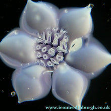 Load image into Gallery viewer, Vintage Caithness Paperweight (for Edinburgh Crystal). Lilac Floral Motif
