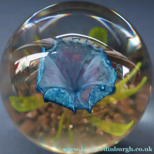 Load image into Gallery viewer, Scottish Caithness Glass Paperweight: CAPRICE by Colin Terris 1983 LIMITED EDITION
