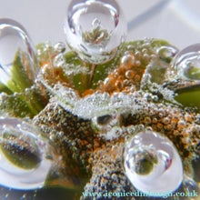 Load image into Gallery viewer, Collectable Vintage 1983 COLIN TERRIS Caithness Glass Paperweight: Sea Dance
