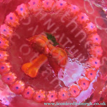 Load image into Gallery viewer, Caithness Glass Miniature Paperweight. Scottish Glass Daffodil
