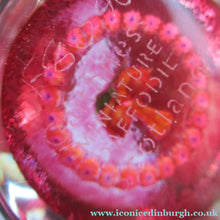 Load image into Gallery viewer, Caithness Glass Miniature Paperweight. Scottish Glass Daffodil
