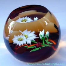 Load image into Gallery viewer, SCOTTISH Limited Edition 1990 Caithness Paperweight DAISY &amp; LADYBIRD by William Manson. Signed to the base
