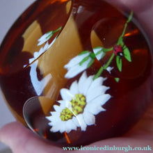 Load image into Gallery viewer, SCOTTISH Limited Edition 1990 Caithness Paperweight DAISY &amp; LADYBIRD by William Manson. Signed to the base
