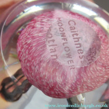 Load image into Gallery viewer, SCOTTISH PAPERWEIGHT: Vintage Caithness Paperweight: MOONFLOWER by Colin Terris. Pink Version
