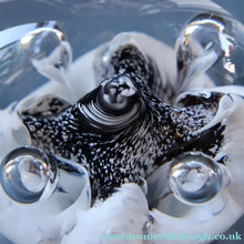 Load image into Gallery viewer, SCOTTISH PAPERWEIGHT: Vintage Caithness Paperweight: MOONFLOWER by Colin Terris. White Version
