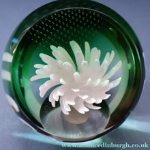 Load image into Gallery viewer, SCOTTISH PAPERWEIGHT: Vintage 1990s Caithness Paperweight: WHITE ASTER (B)
