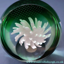 Load image into Gallery viewer, SCOTTISH PAPERWEIGHT: Vintage 1990s Caithness Paperweight: WHITE ASTER (B)
