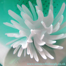 Load image into Gallery viewer, Scottish Paperweight Caithness Glass White Aster 1999
