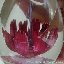 Load image into Gallery viewer, SCOTTISH Caithness Glass Paperweight: FANTASY ORCHID by Alastair MacIntosh; 1993
