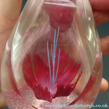 Load image into Gallery viewer, SCOTTISH Caithness Glass Paperweight: FANTASY ORCHID by Alastair MacIntosh; 1993
